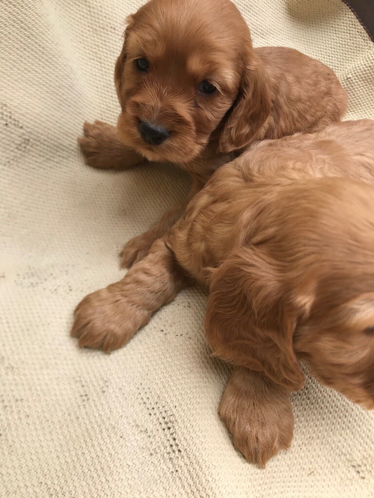 gumtree spaniels for sale